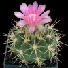 Gymnocalycium_neuhuberi